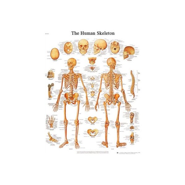 3B Anatomical Chart - Skeleton, Sticky Back